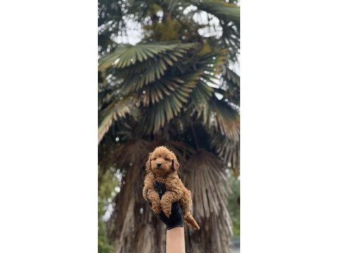 Maltipo ve poodle yavrularımız yuvalarını arıyor