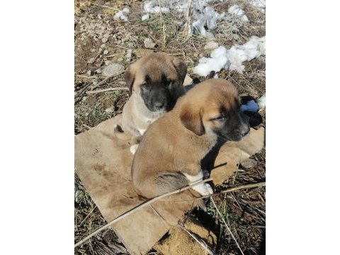 5 adet yavru kangal 3 erkek 2 dışı
