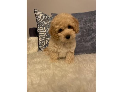 Diş f1 maltipoo yavru