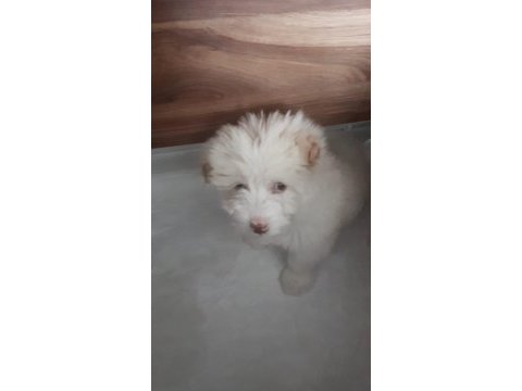 Yavru maltese terrier