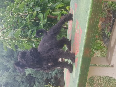 Secereli schnauzer yavrular