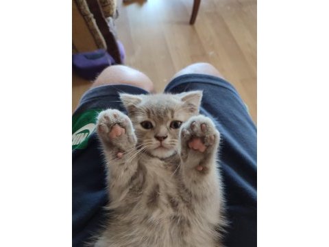 Scottish fold dişi ve british shorthair erkek dişi