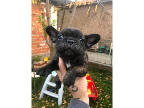 Uygun french bulldog bebeklerimiz