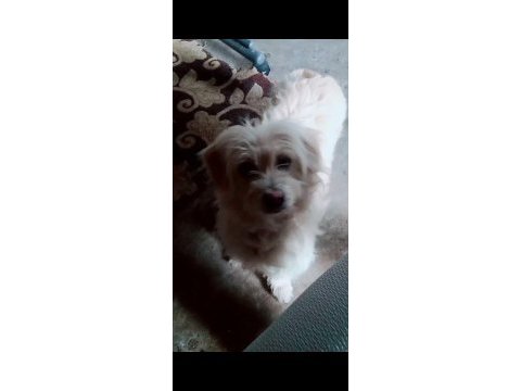 Terrier maltese yavrularımız a kaliteli