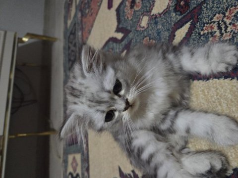 Sıfır ücretsiz british shorthair