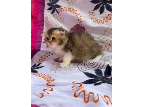 British longhair yavru kediler