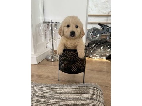 Harika golden retriever bebekler