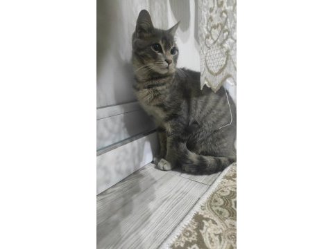 Çok akıllı dişi kedimiz