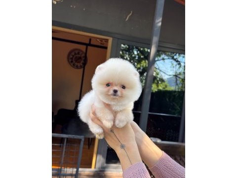 Sağlık ve ırk garantili pomeranian