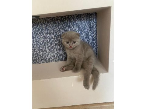 2 aylık oyuncu scotish erkek yavru kedimiz