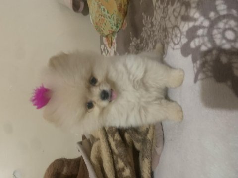 Uygun fiyata verilecek pomeranian