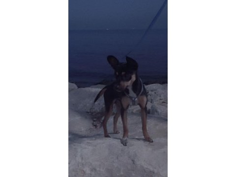 Pinscher 10 aylık köpeğimiz