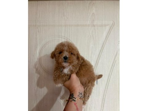 Toy poodle bebeklerimiz