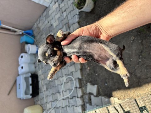 Pinscher yavrularımız