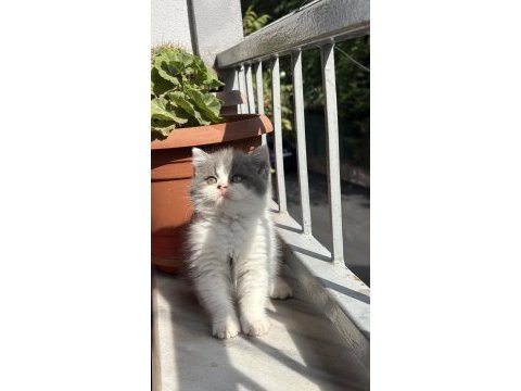 British shorthair bicolour