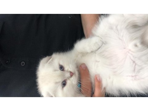 Scottish fold aşıları tam