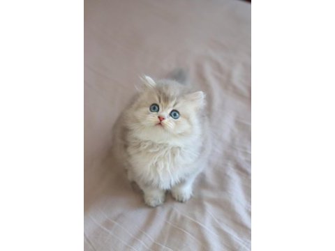 Safkan british longhair kediler
