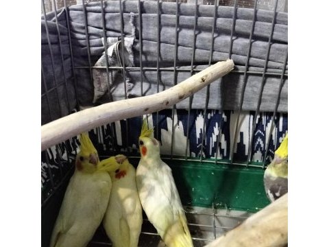 Yeni yeme düşmüş bebek kuşlar