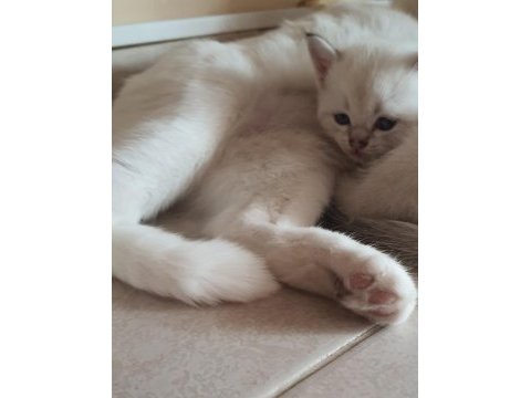 British shorthair beyaz pamuk gibi yavrular