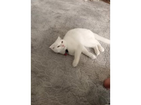 Uygun puanı british shorthair kızımız 11 aylık dişi