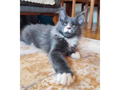 Safkan şecereli geleceğin şampiyon adayı maine coon