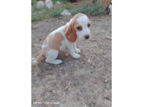 Uygun ırk ve sağlık garantili beagle yavrular