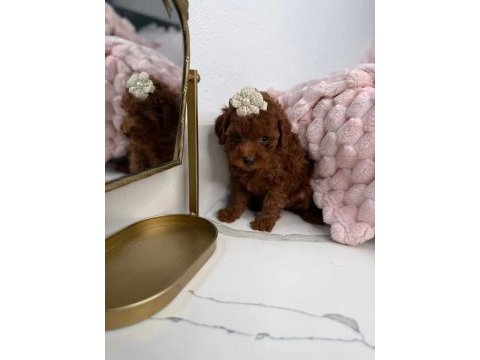 Aşılı karneli toy poodle yavrularımız