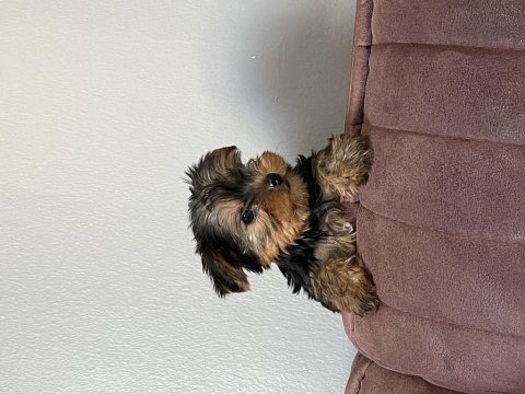 Çok şeker yorkshire terrier