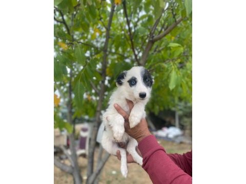 Ankaranın en özel border collie yavruları