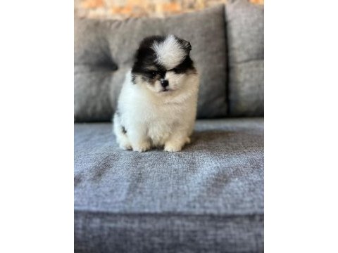 Yok denilecek kadar az panda pomeranian yavrular