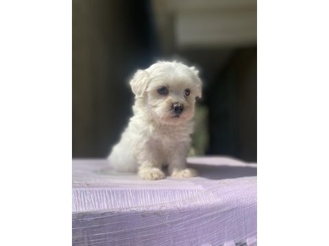 Sıfır numara maltese
