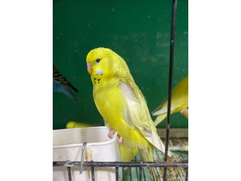 Erkut petten yavru jumbo muhabbet kuşları