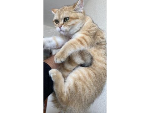 Saf kan golden british shorthair