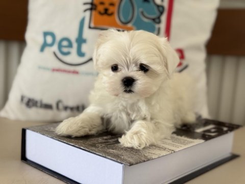 Yarışma düzeyinde tea cup kore kan maltese yavrumuz
