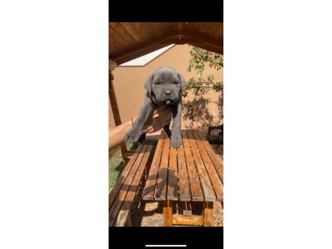 Saf kan cane corso yavrularımız