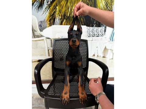 Kıng doberman yavrularımız hazırdır