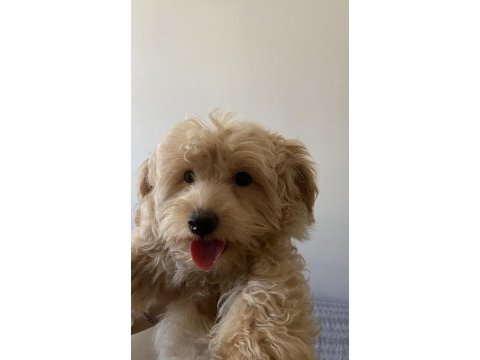 3 aylık maltipoo oğlum