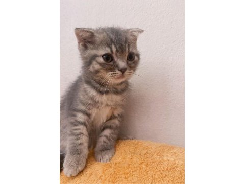 Dişi scottish fold yavrumuz yeni yuvasına gitmeye hazır