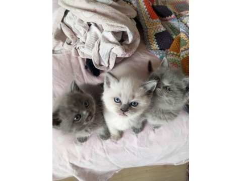 British shorthair kedimiz