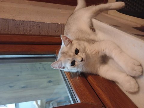 Kendi kedimin british shorthair yavrusudur