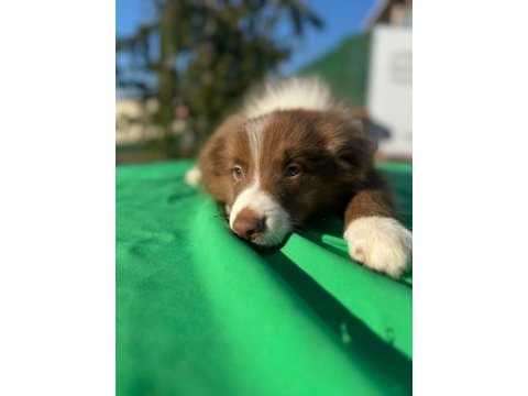 A kalite saf kan border collie yavrular