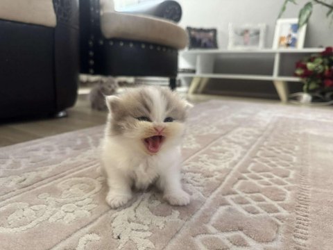 British longhair kedileri