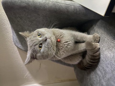 1 yaşında erkek british shorthair