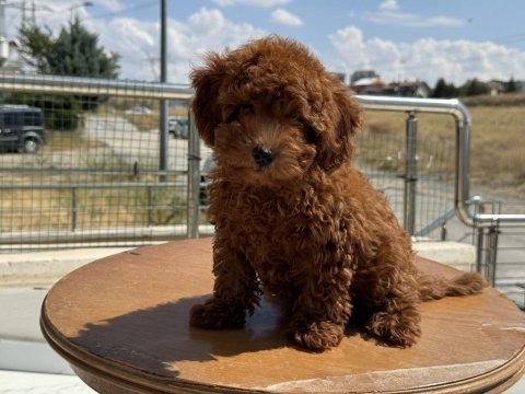 Petmode köpek çiftliğinden redbrown toy poodle