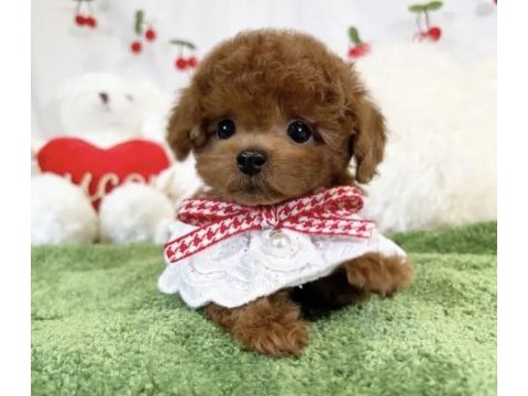 Toy poodle köpeğim