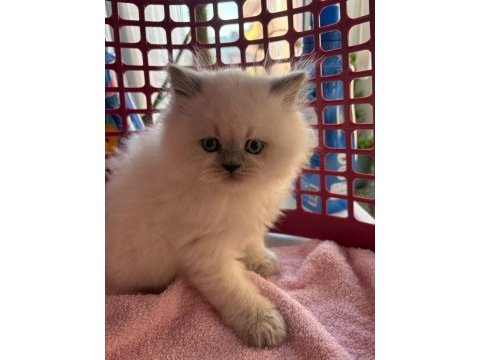 Ayı surat bluepoint british shorthair