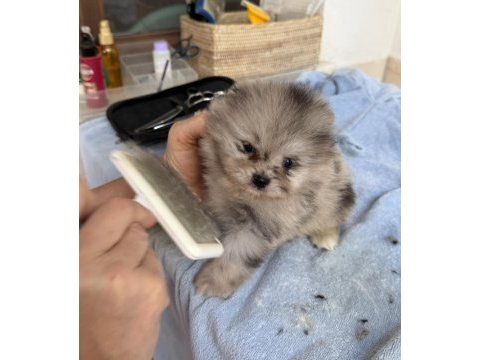 Blue merle pomeranian mini boy