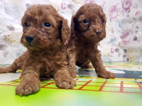 Toy poodle yavru köpekler
