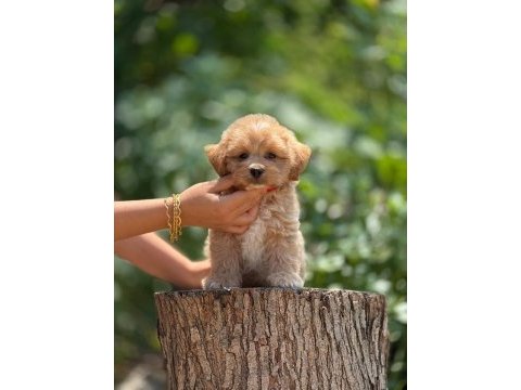 Aşılı ve çiş eğitimli maltipoo bebekler 