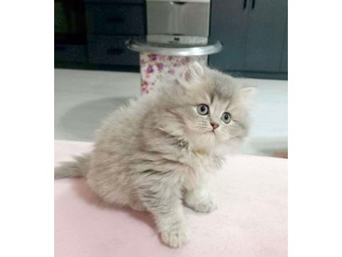 A kalite safkan chinchilla longhair kedim